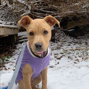 Meet your Posher, Abbie